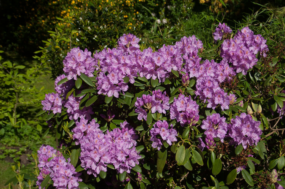 Typischer Rhododendron für die Elbvororte und für die Heimstättensiedlung des Steenkampes 